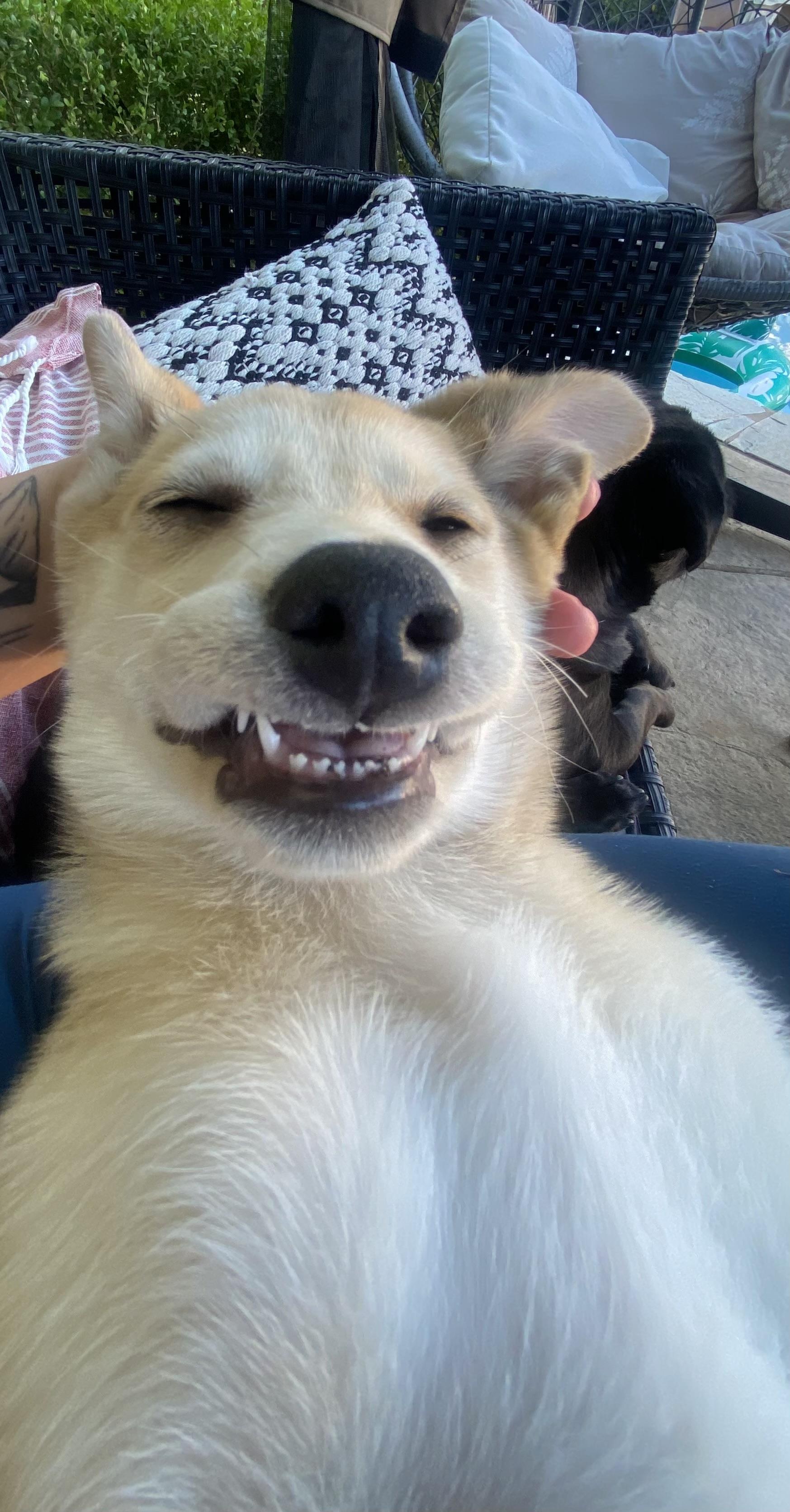 Enlarge Cleo, a Adoptable mixed breed in Lodi, CA image 2/4