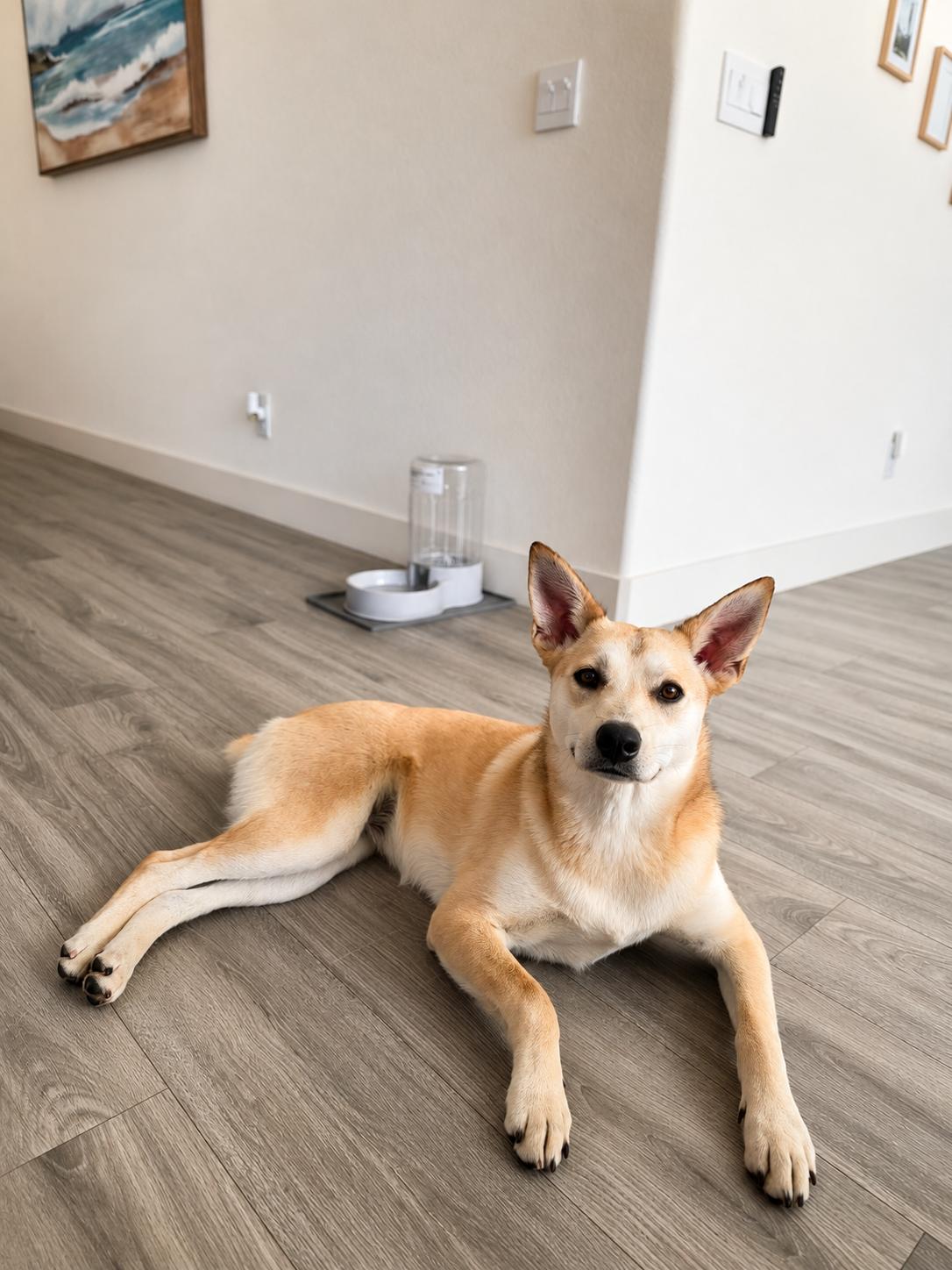 Enlarge Cleo, a Adoptable mixed breed in Lodi, CA image 3/6