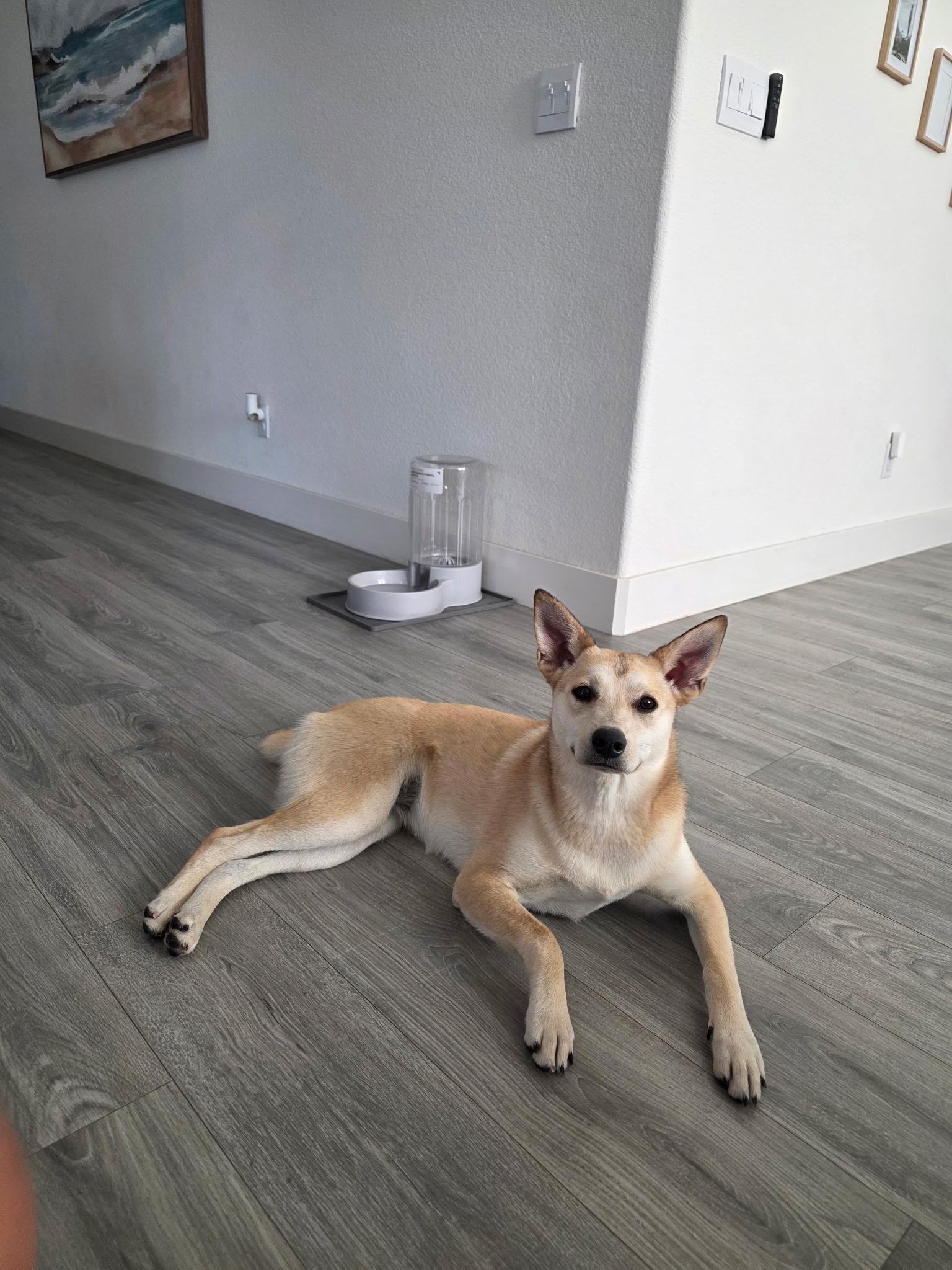 Enlarge Cleo, a Adoptable mixed breed in Lodi, CA image 5/5