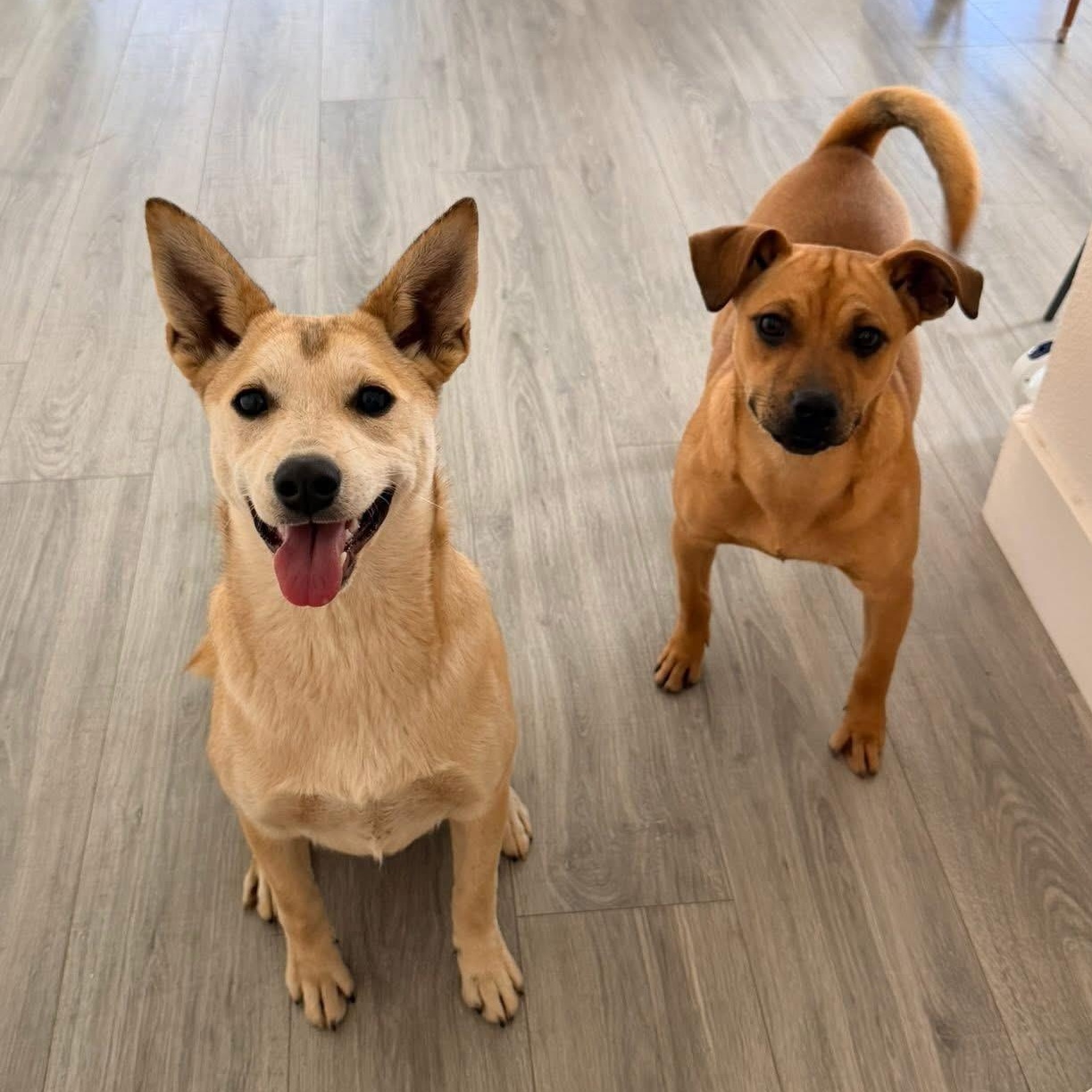 Cleo, a Adoptable mixed breed in Lodi, CA image 4/5