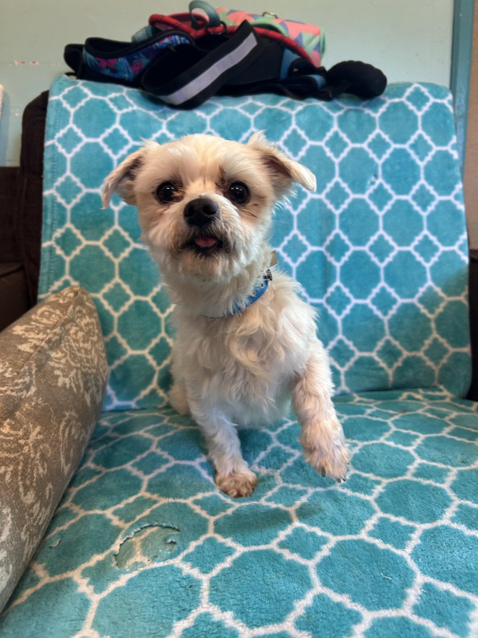Enlarge Argus Mar 26, a Adoptable Maltese in Pacolet, SC image 1/3