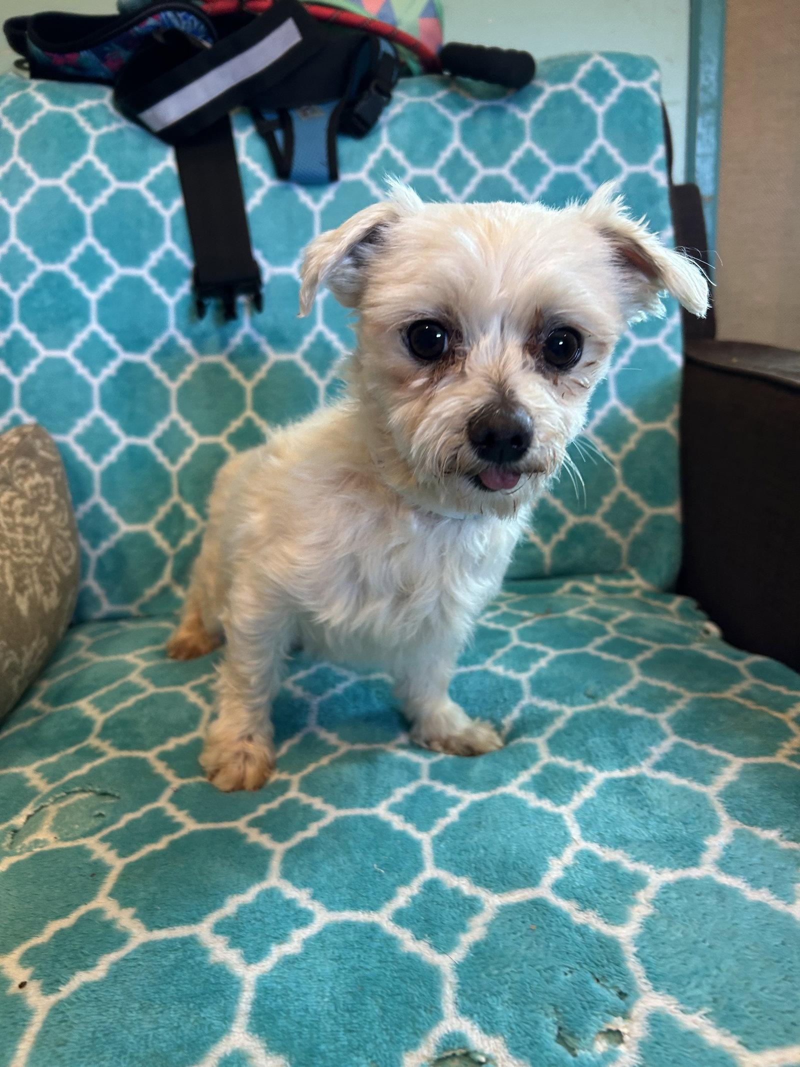 Enlarge Argus Mar 26, a Adoptable Maltese in Pacolet, SC image 2/3