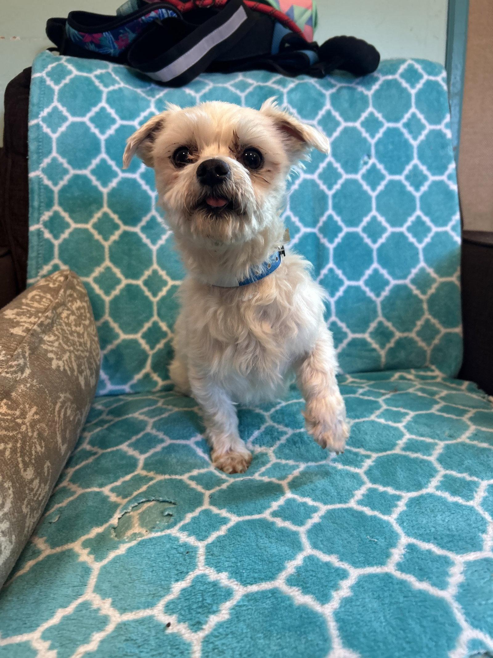 Enlarge Argus Mar 26, a Adoptable Maltese in Pacolet, SC image 3/3