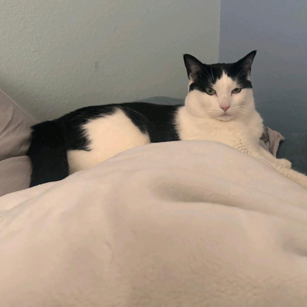 Enlarge Betty Boop, a Adoptable Domestic Short Hair in Meridian, ID image 4/6