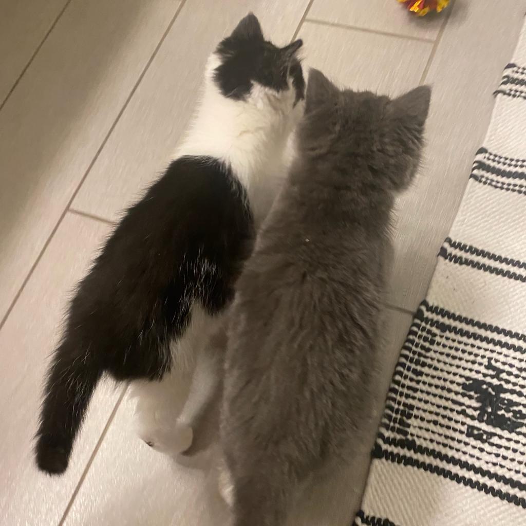 Enlarge Betty Boop, a Adoptable Domestic Short Hair in Meridian, ID image 5/6