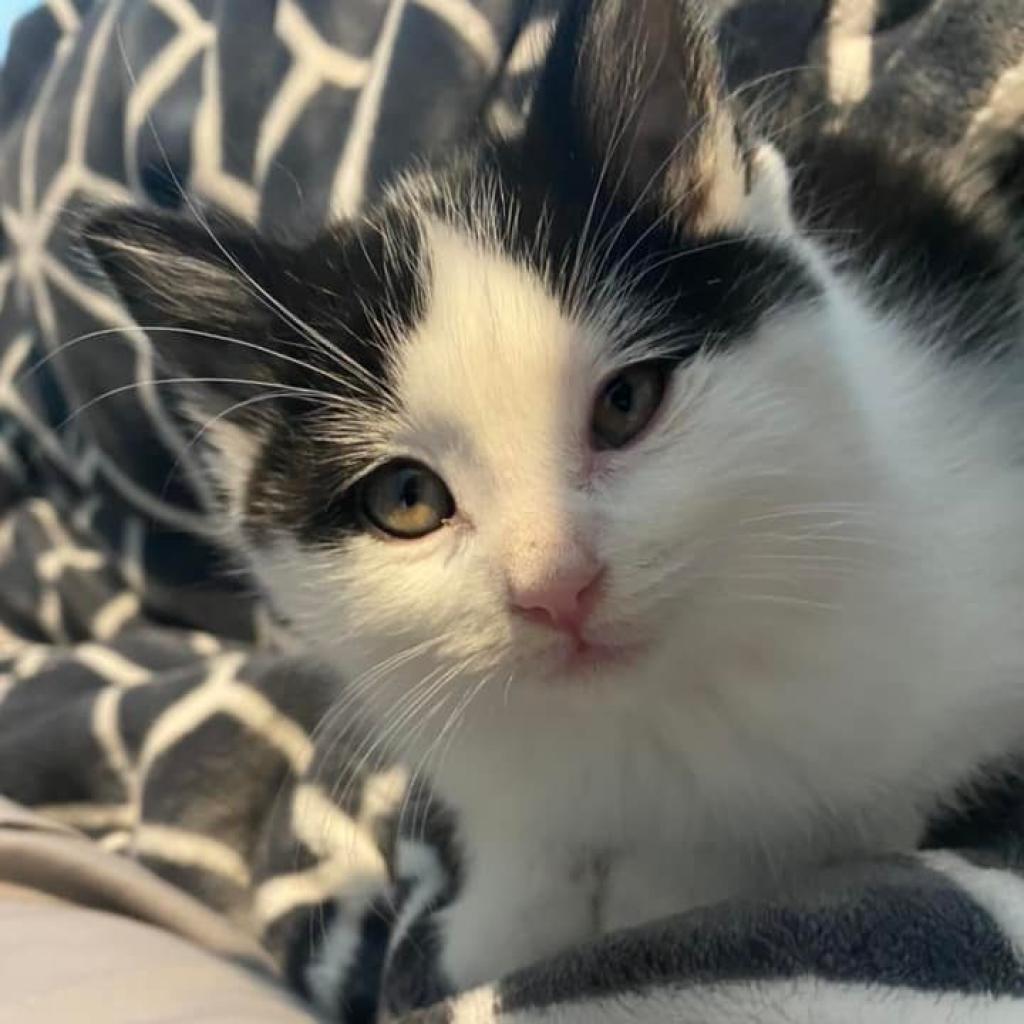 Enlarge Betty Boop, a Adoptable Domestic Short Hair in Meridian, ID image 6/6