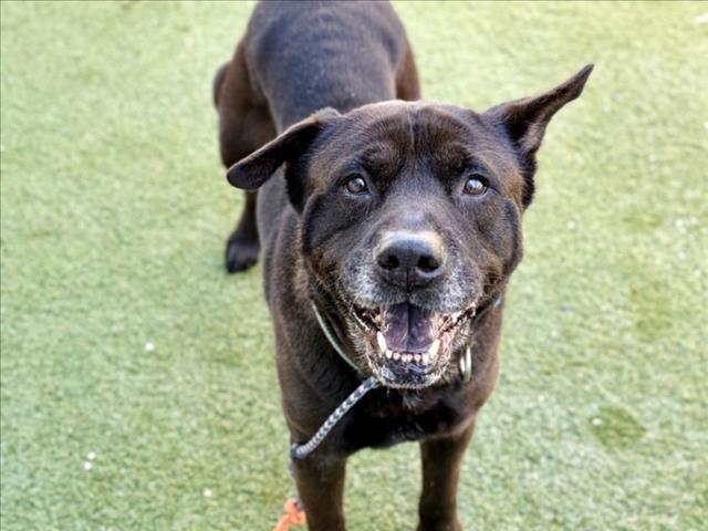 MAX, ADOPTABLE, Senior • Male, Staffordshire Bull Terrier & Chow Chow.