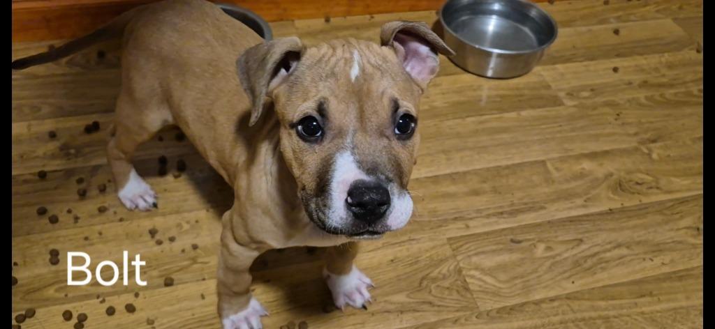 Enlarge #2 Bolt, a Adoptable mixed breed in Ashland, WI image 1/1