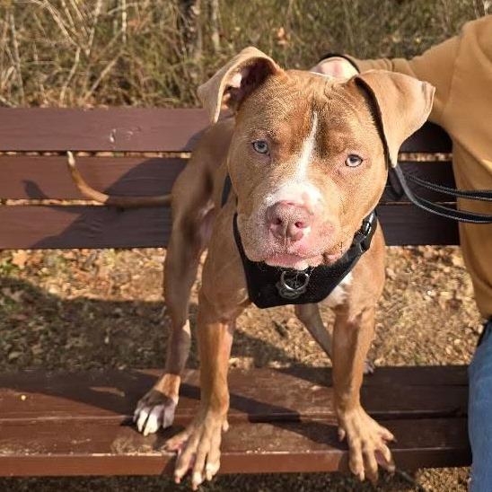 Duke, ADOPTABLE, Young Male Pit Bull Terrier & Mixed Breed.