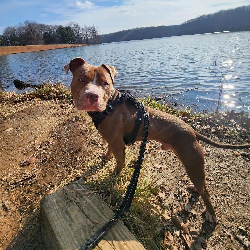 Enlarge Duke, a ADOPTABLE mixed breed in Bethesda , MD image 2/6