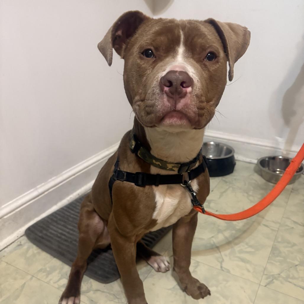 Enlarge Duke, a ADOPTABLE mixed breed in Bethesda , MD image 3/6