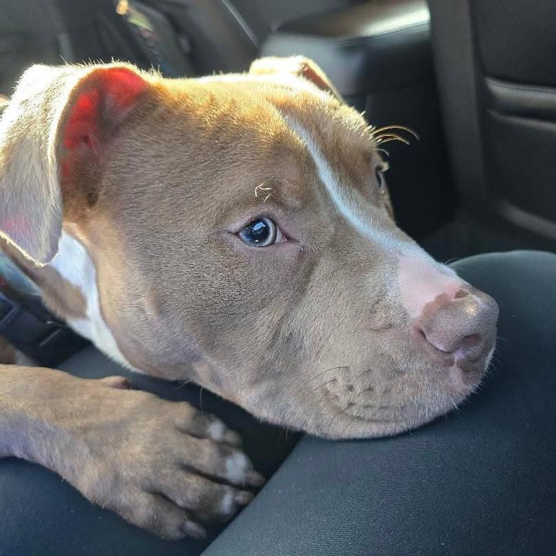 Enlarge Duke, a ADOPTABLE mixed breed in Bethesda , MD image 4/6