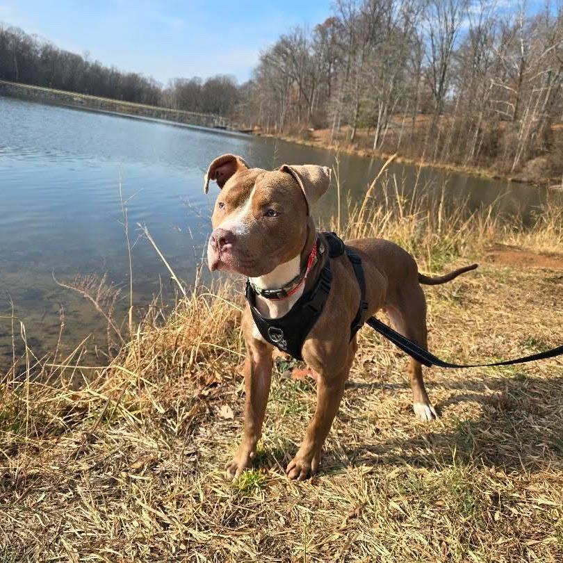 Enlarge Duke, a ADOPTABLE mixed breed in Bethesda , MD image 5/6