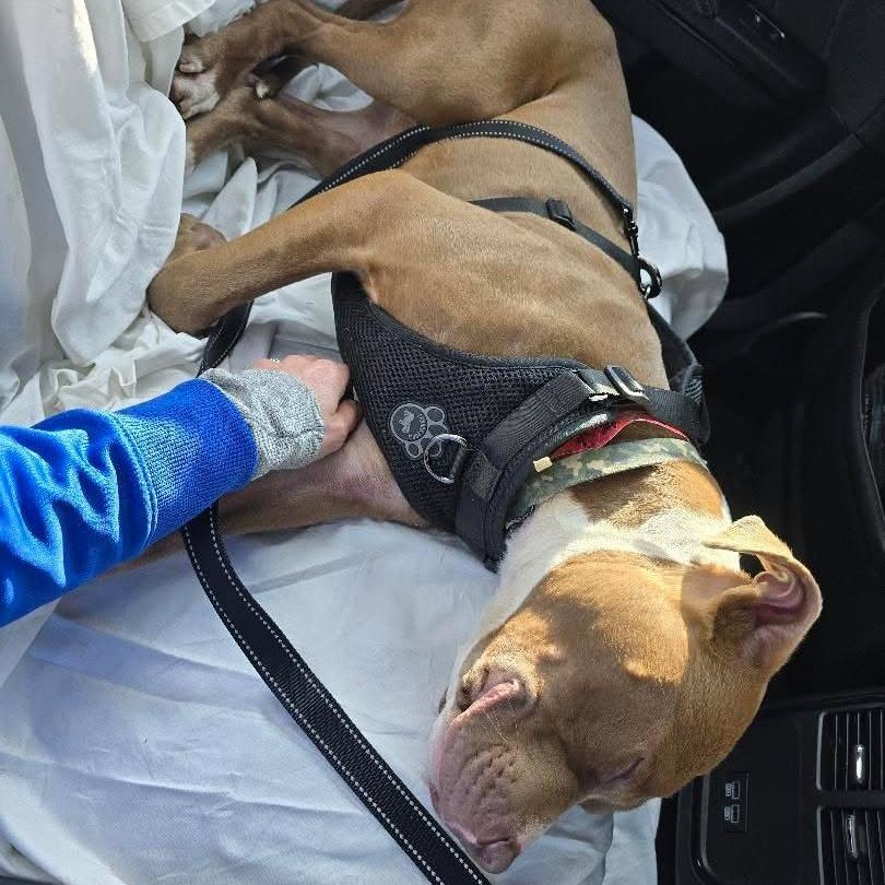 Enlarge Duke, a ADOPTABLE mixed breed in Bethesda , MD image 6/6