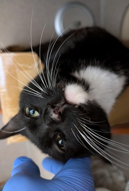 Tippy-Toes, Adoptable, Adult Male Domestic Short Hair & Domestic Short Hair.