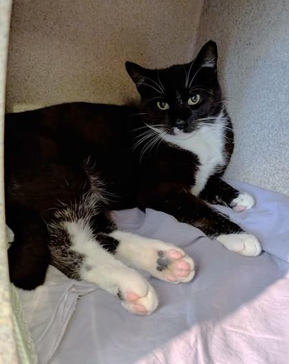 Enlarge Tippy-Toes, a Adoptable mixed breed in Washington, DC image 2/3