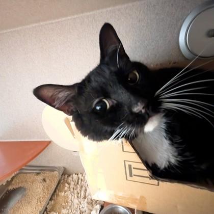 Enlarge Tippy-Toes, a Adoptable mixed breed in Washington, DC image 3/3