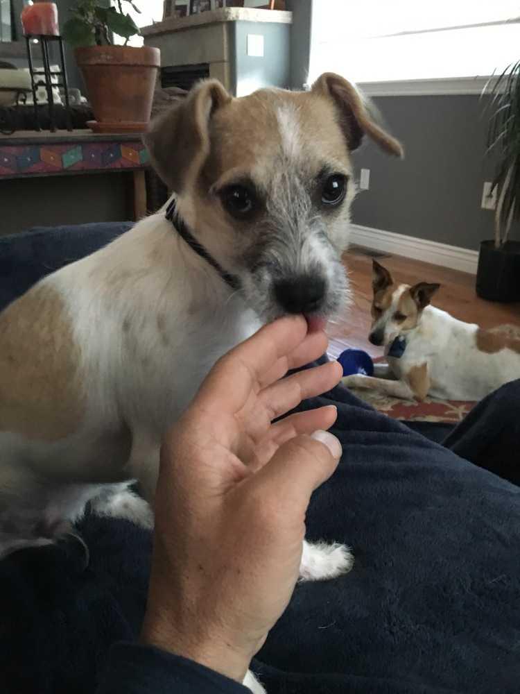 Scrappy, Adopted, Puppy Male Jack Russell Terrier & Chihuahua.