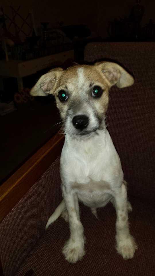 Enlarge Scrappy, a Adopted mixed breed in Evergreen, CO image 2/2