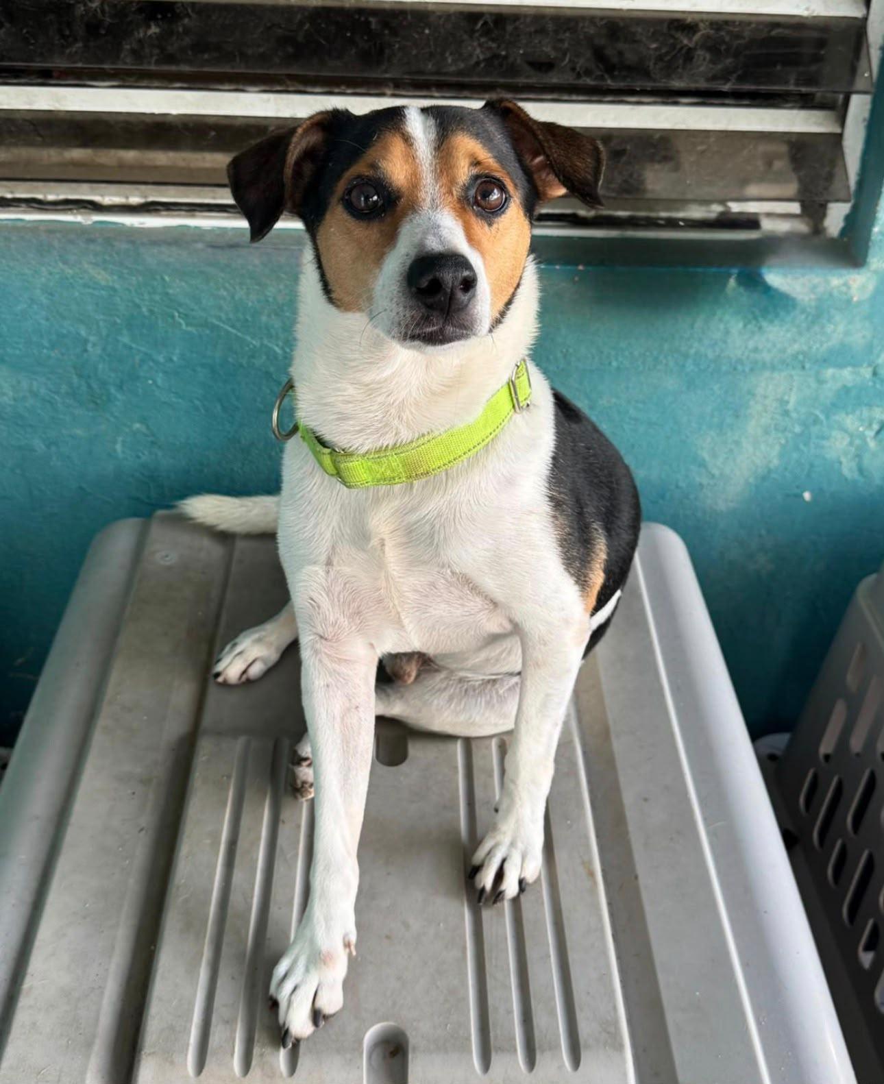 Enlarge Charlie, a ADOPTABLE mixed breed in Loiza, PR image 1/1