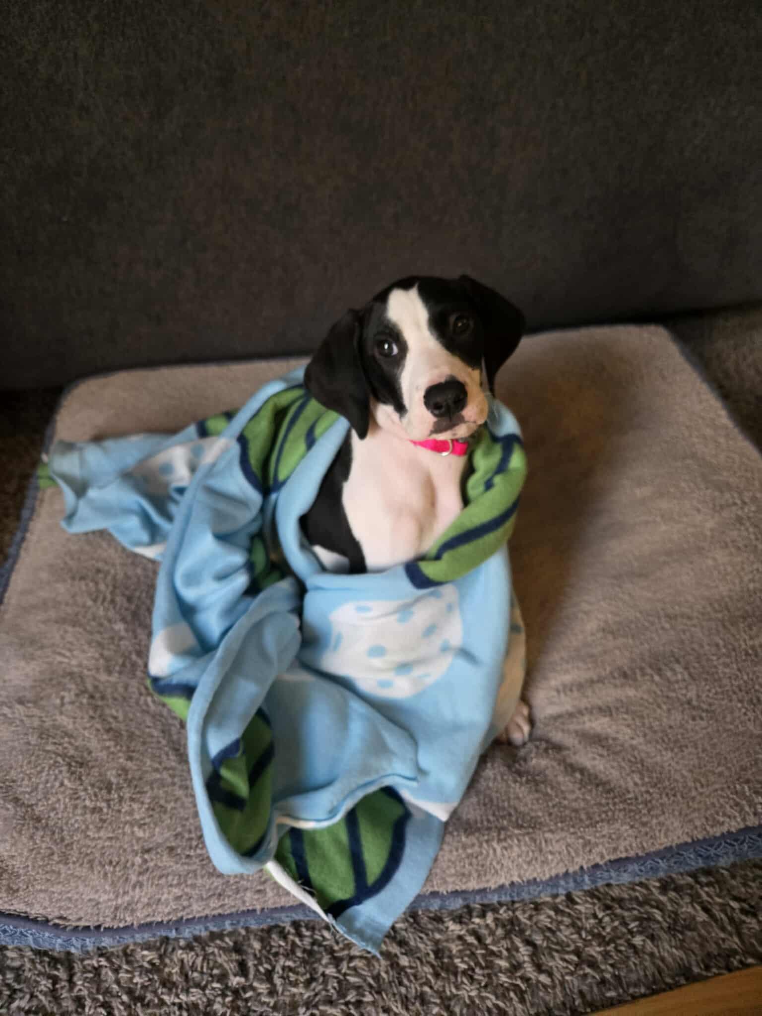 Guinevere, Adopted, Puppy Female Great Dane.