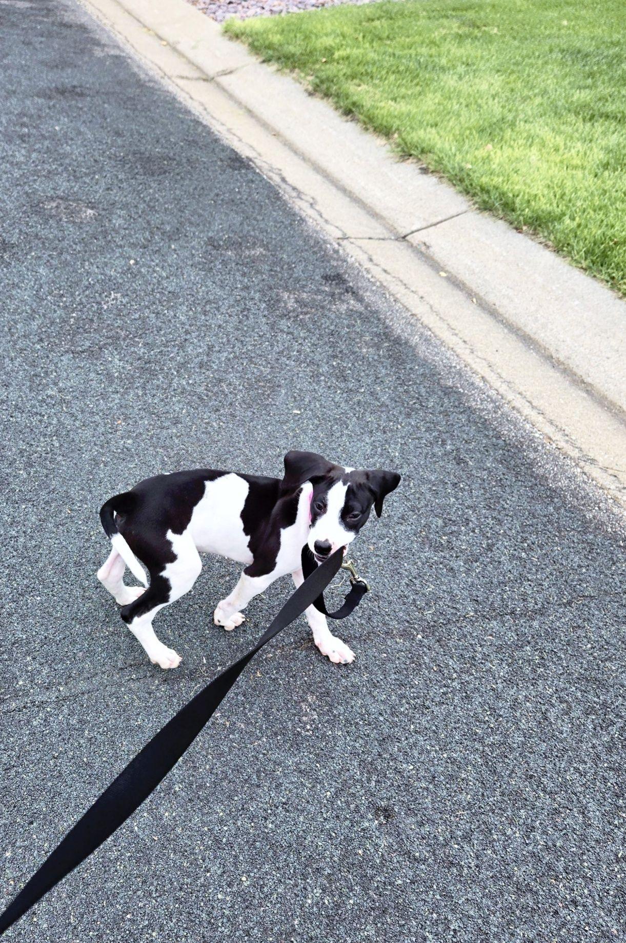 Enlarge Guinevere, a Adopted Great Dane in Buffalo, MN image 2/3