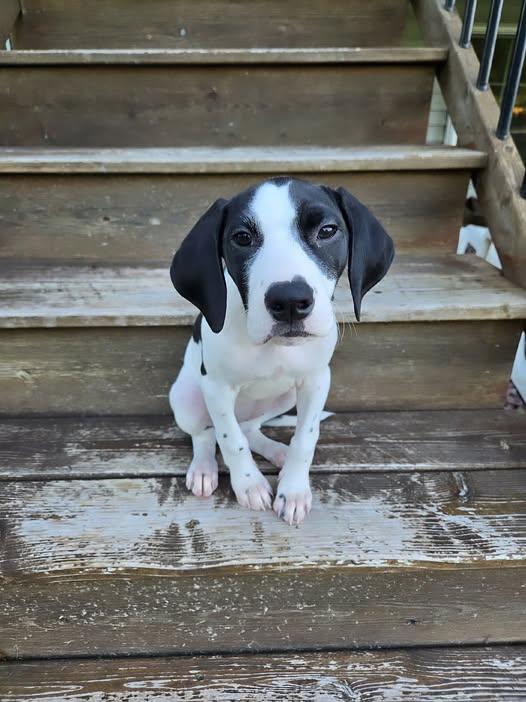 Enlarge Guinevere, a Adopted Great Dane in Buffalo, MN image 3/3