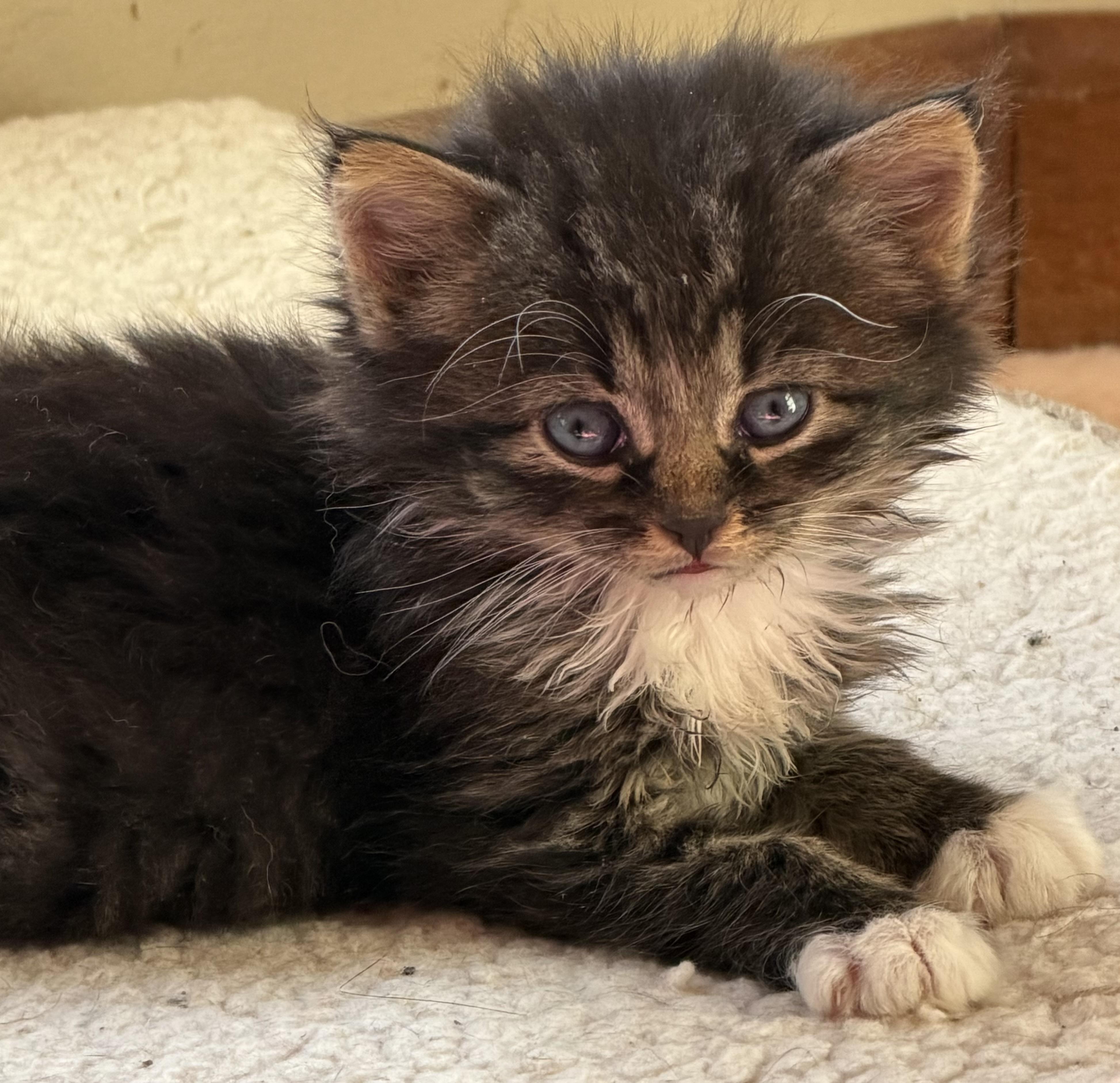 Harry Styles, adopted, Kitten Male Domestic Long Hair.