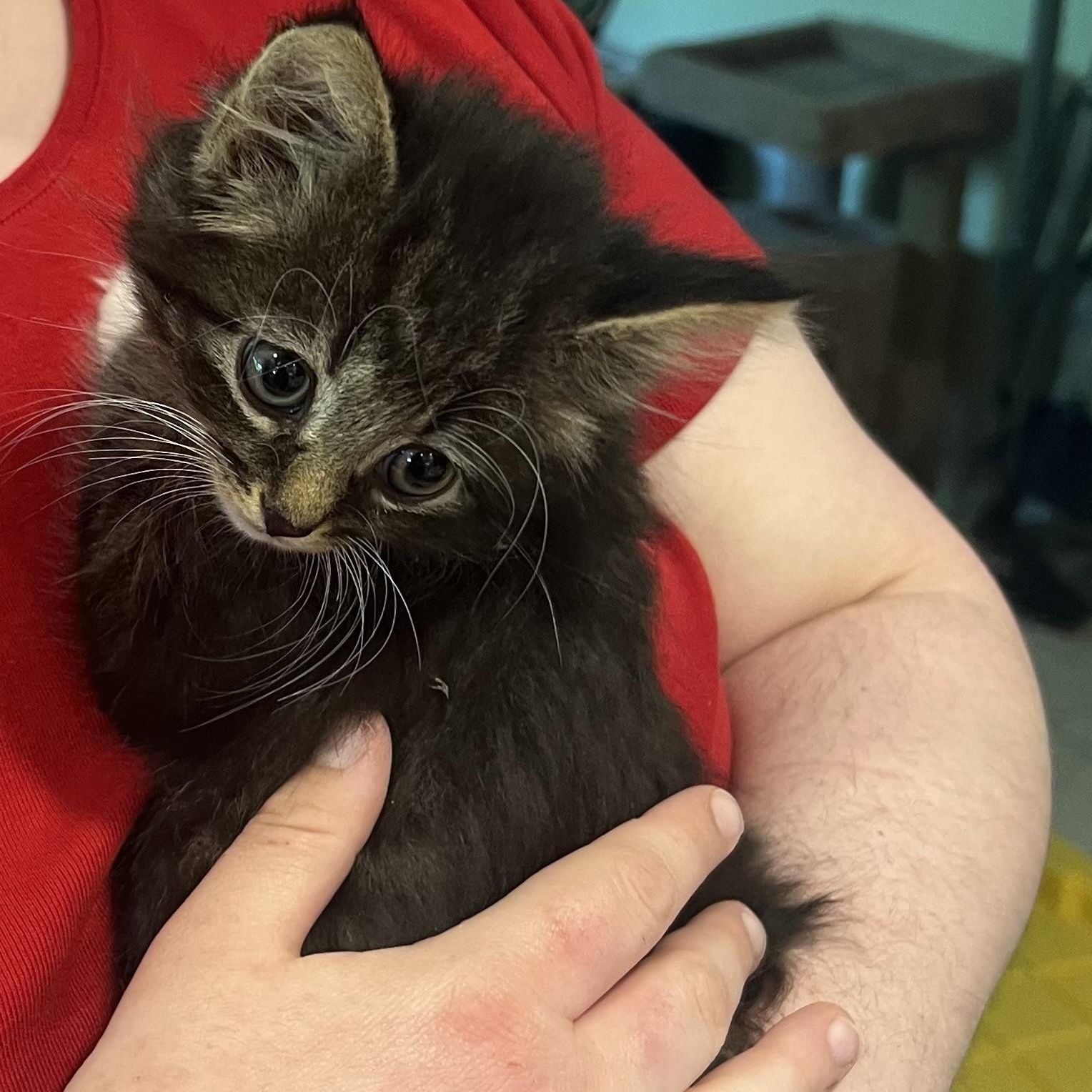 Enlarge Harry Styles, an adopted Domestic Long Hair in Williamsville, NY image 2/2