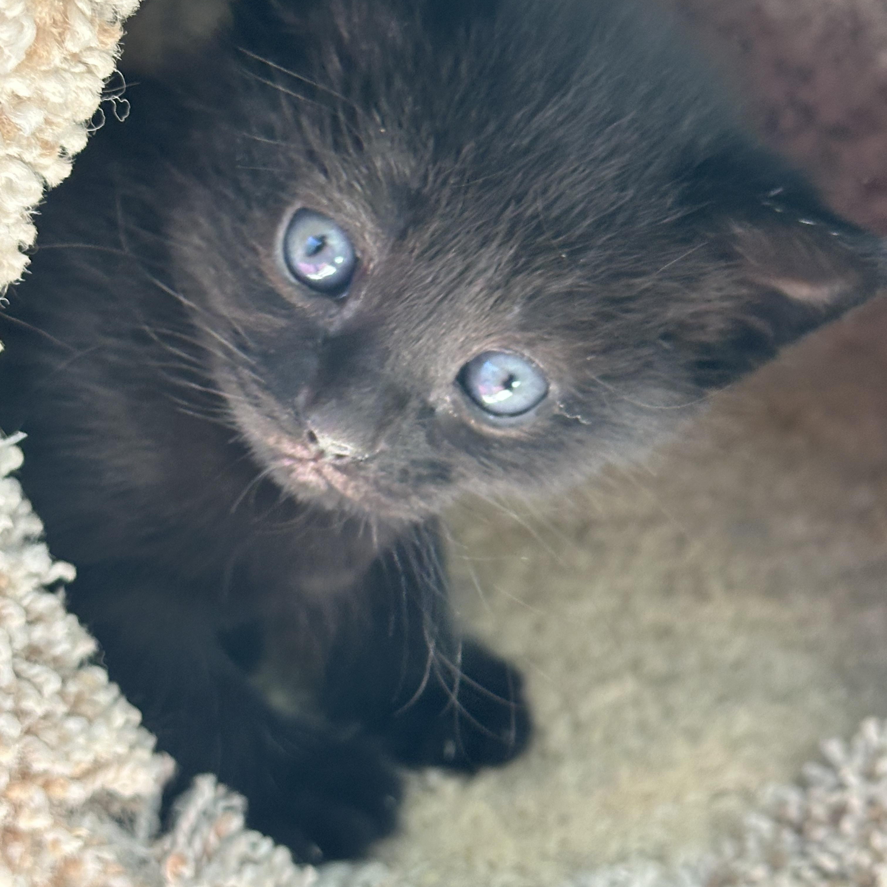 Roxy, ADOPTABLE, Kitten Female Domestic Short Hair.