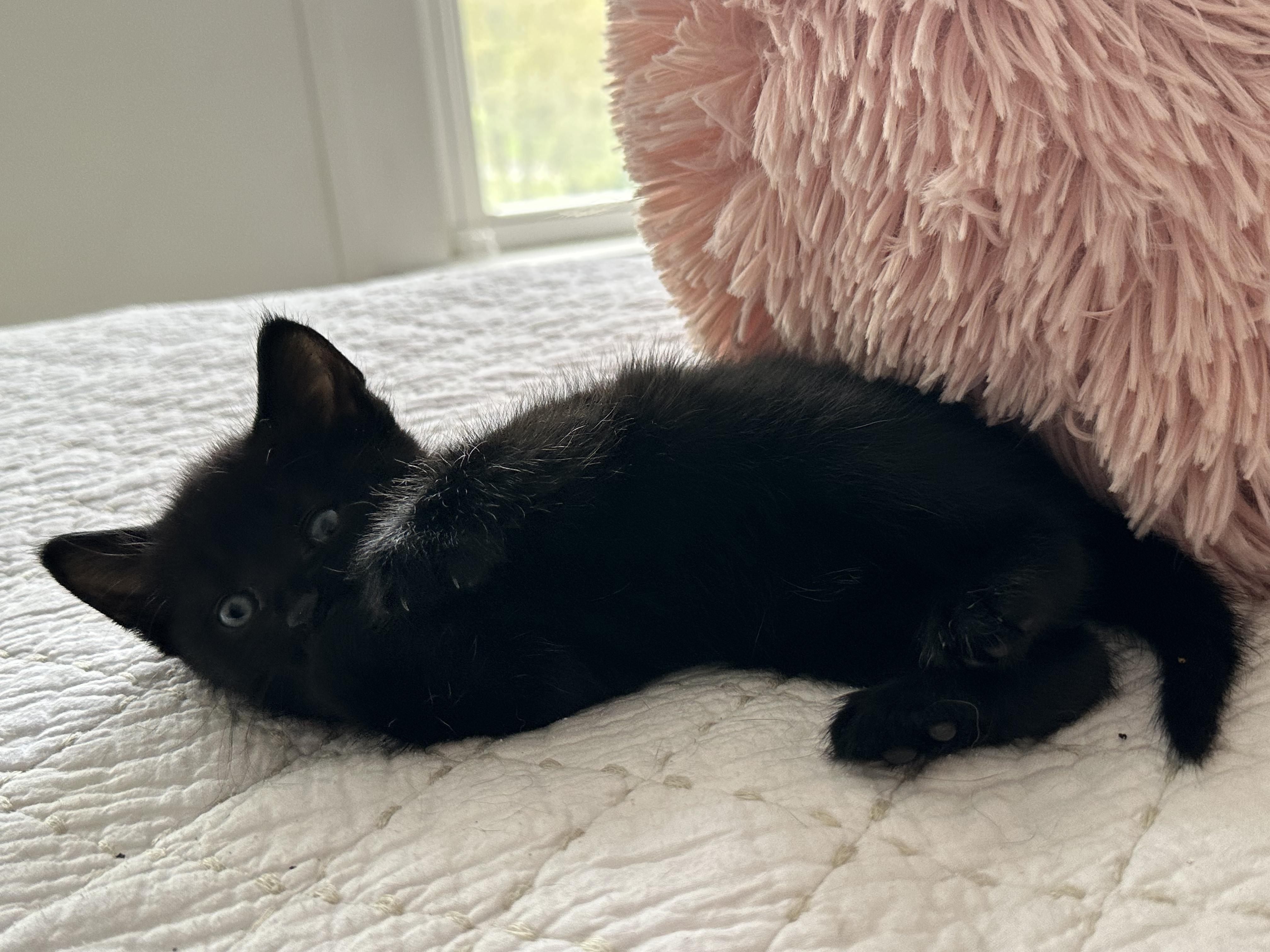 Enlarge Roxy, a ADOPTABLE Domestic Short Hair in Bear, DE image 2/2