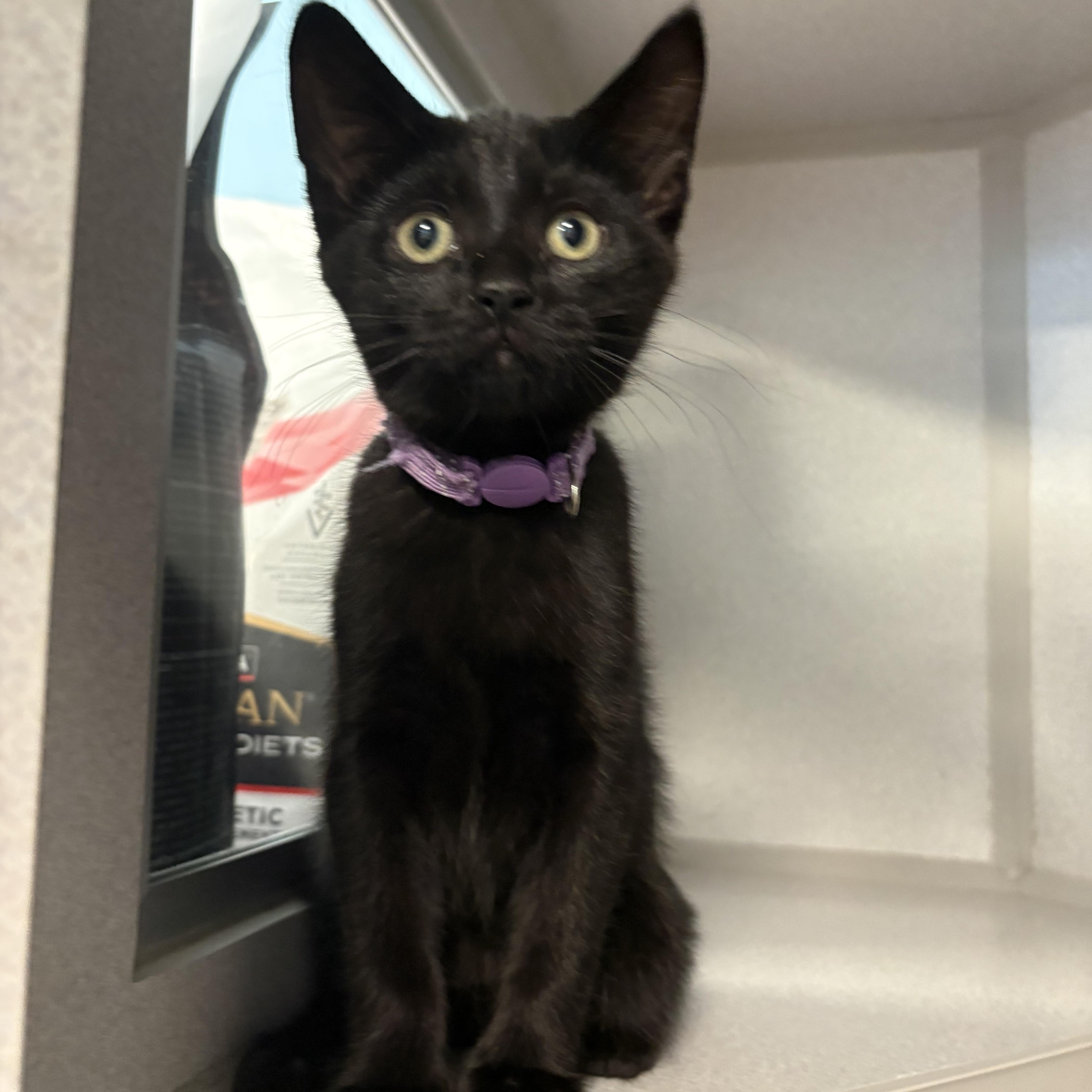 Roxy, ADOPTABLE, Kitten Female Domestic Short Hair.