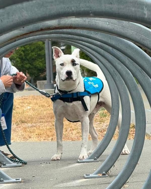 Junior, Adoptable, Adult Male Pit Bull Terrier.