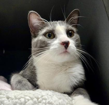 Bento (bonded with Bunny), an adopted mixed breed in Toronto, ON image 4/6