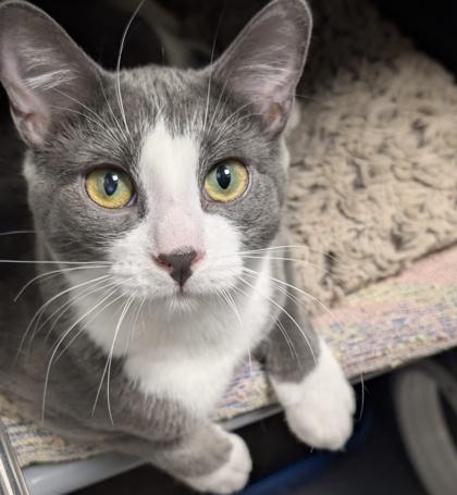 Bento (bonded with Bunny), an adopted mixed breed in Toronto, ON image 2/6