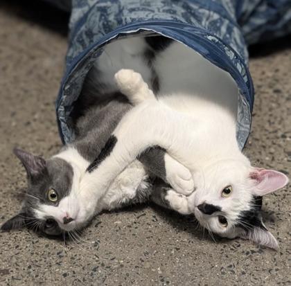 Bento (bonded with Bunny), an adopted mixed breed in Toronto, ON image 5/6