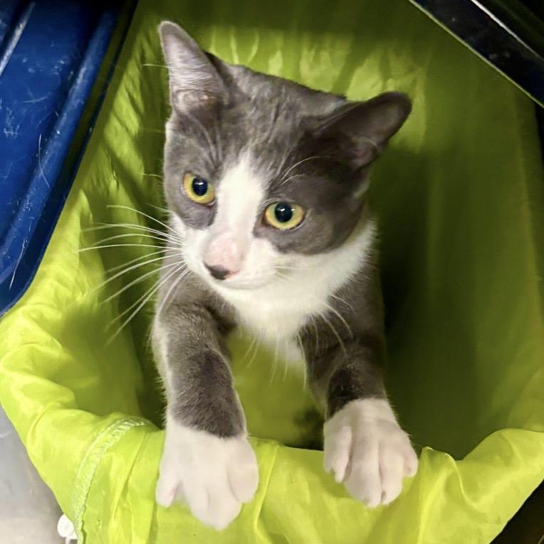 Bento (bonded with Bunny), an adopted mixed breed in Toronto, ON image 1/6