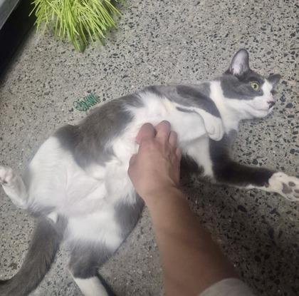 Bento (bonded with Bunny), an adopted mixed breed in Toronto, ON image 3/6