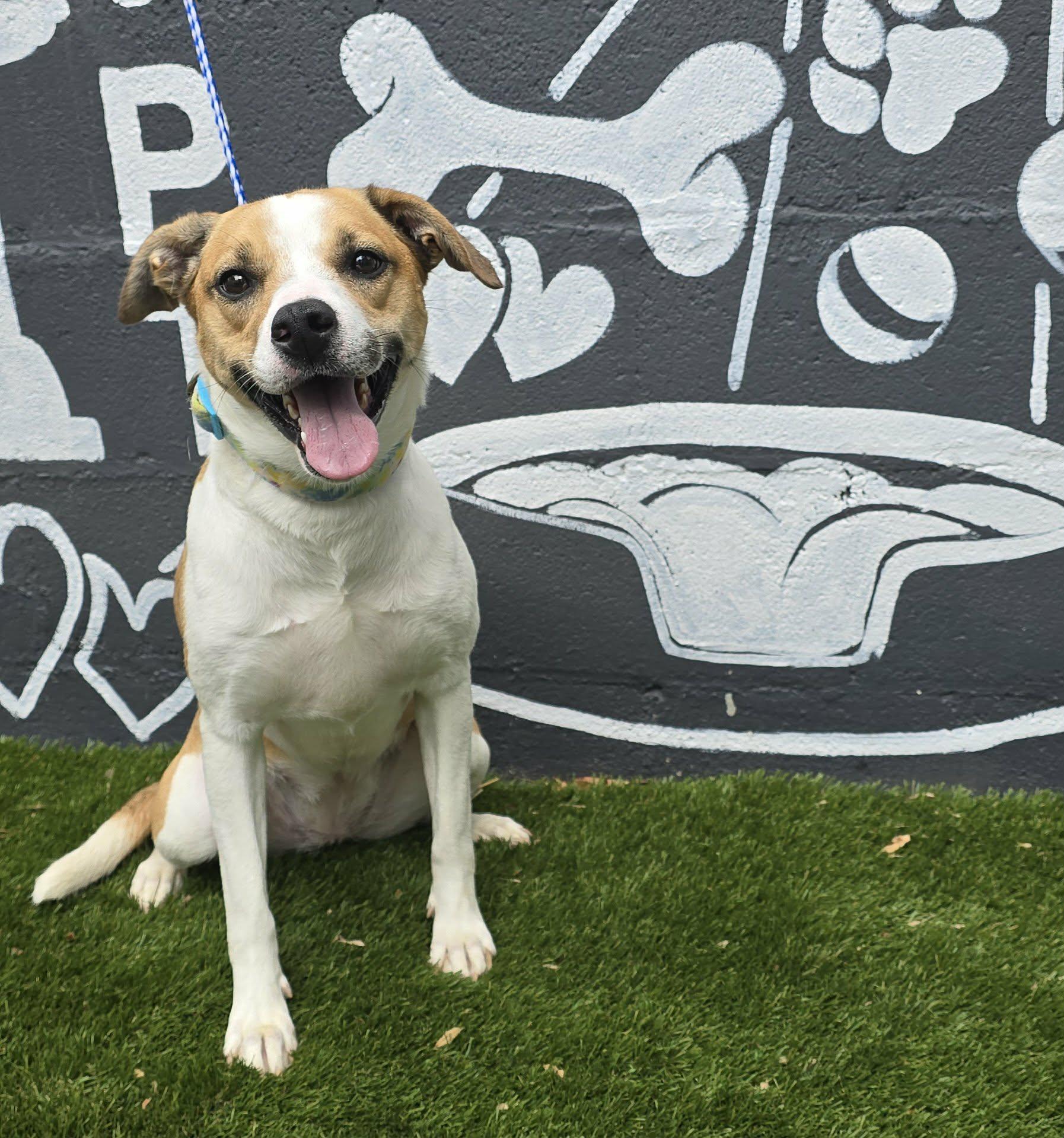 Lexie, a ADOPTABLE mixed breed in Newport, TN image 6/6