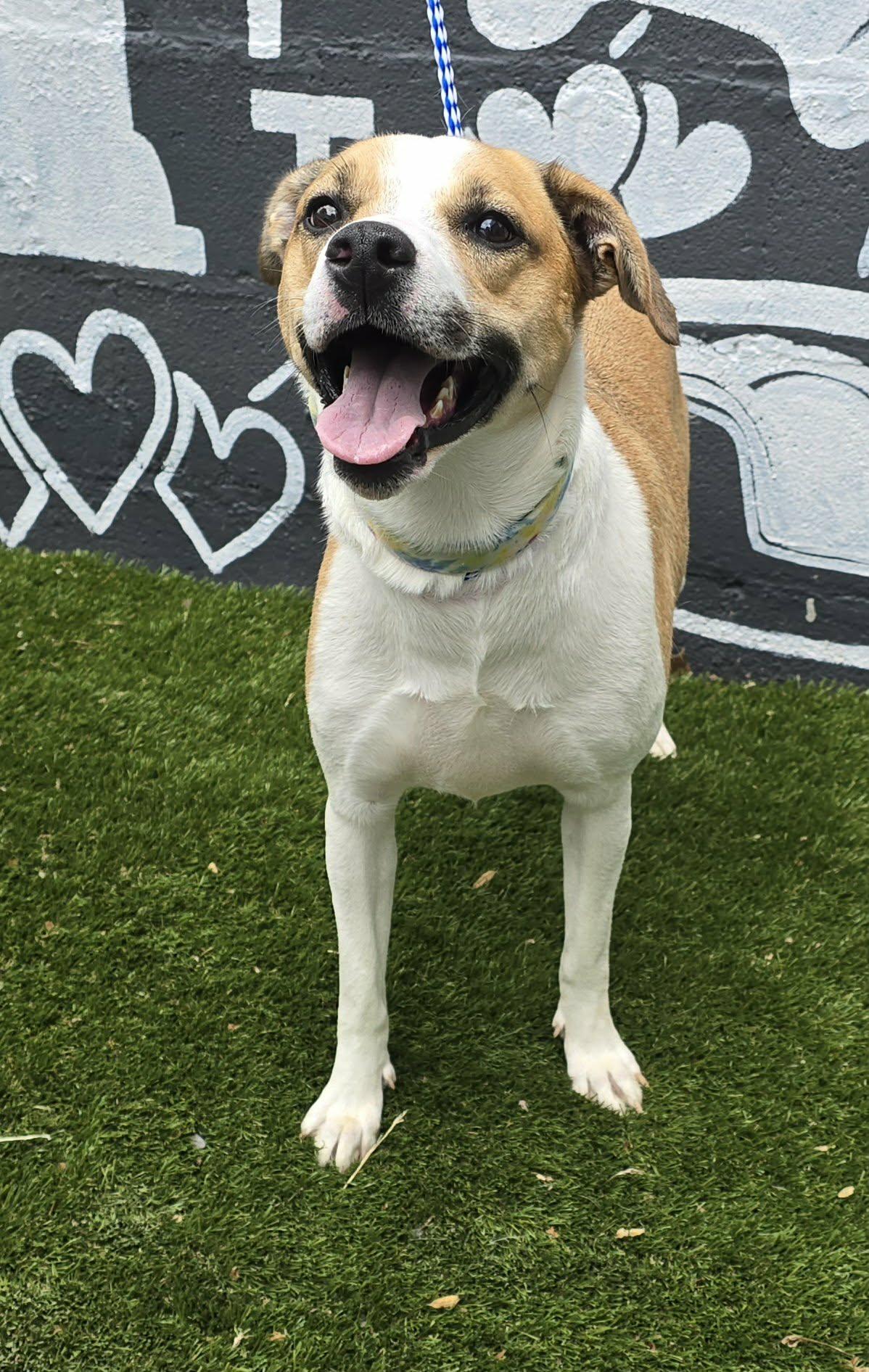 Lexie, a ADOPTABLE mixed breed in Newport, TN image 5/6