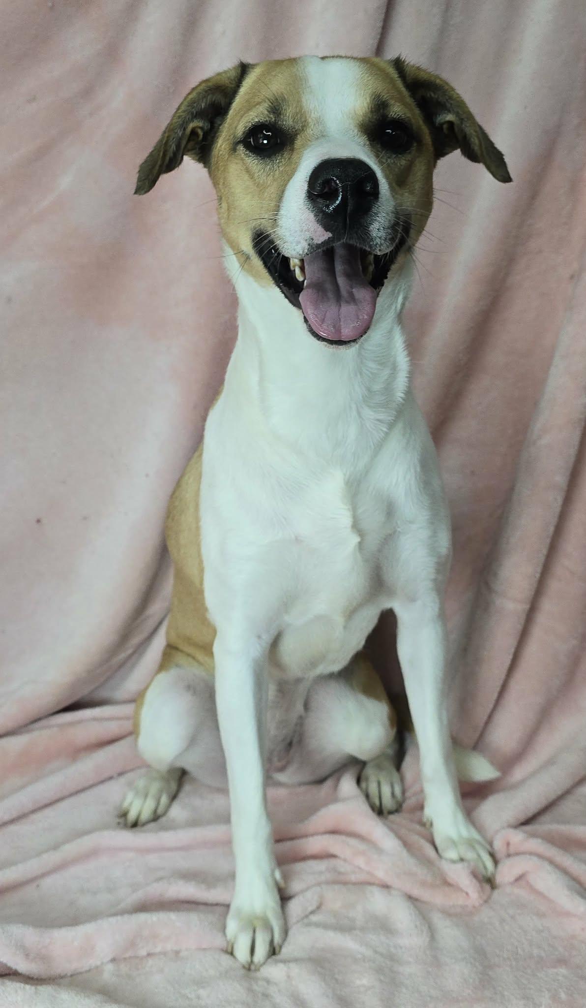 Lexie, a ADOPTABLE mixed breed in Newport, TN image 4/6