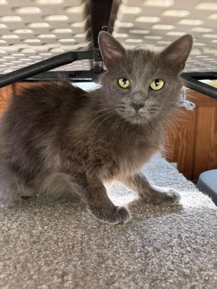 Lola, Adoptable, Adult Female Domestic Long Hair.