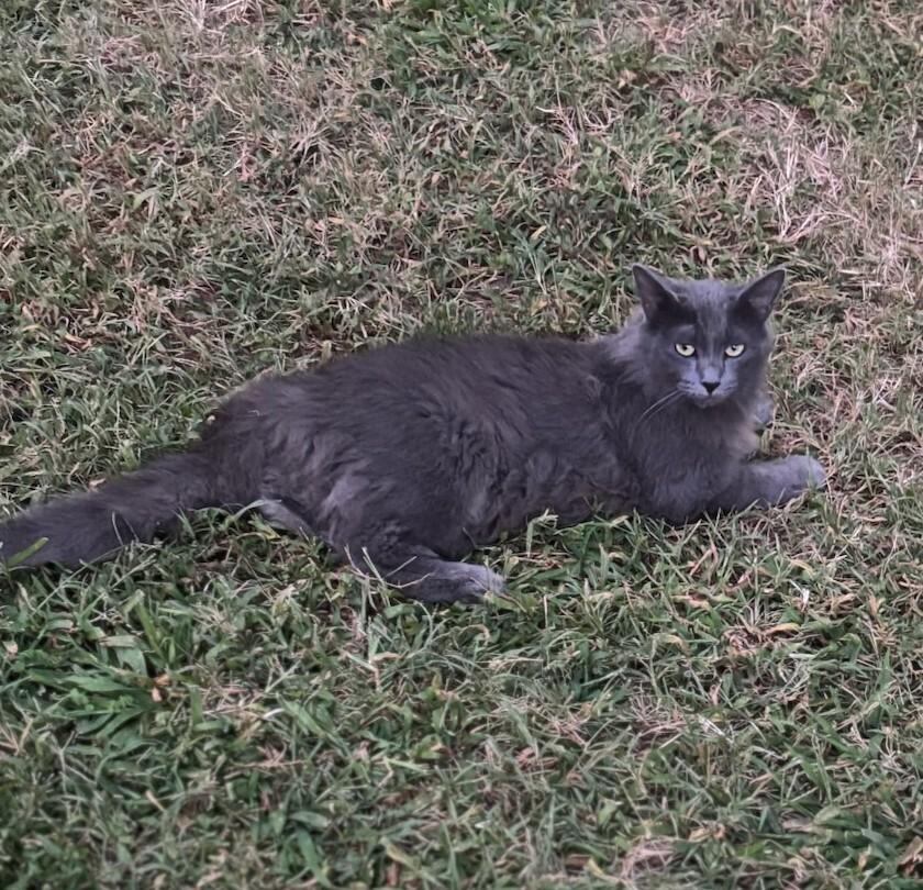 Lola, a Adoptable mixed breed in Mooresville, NC image 2/2