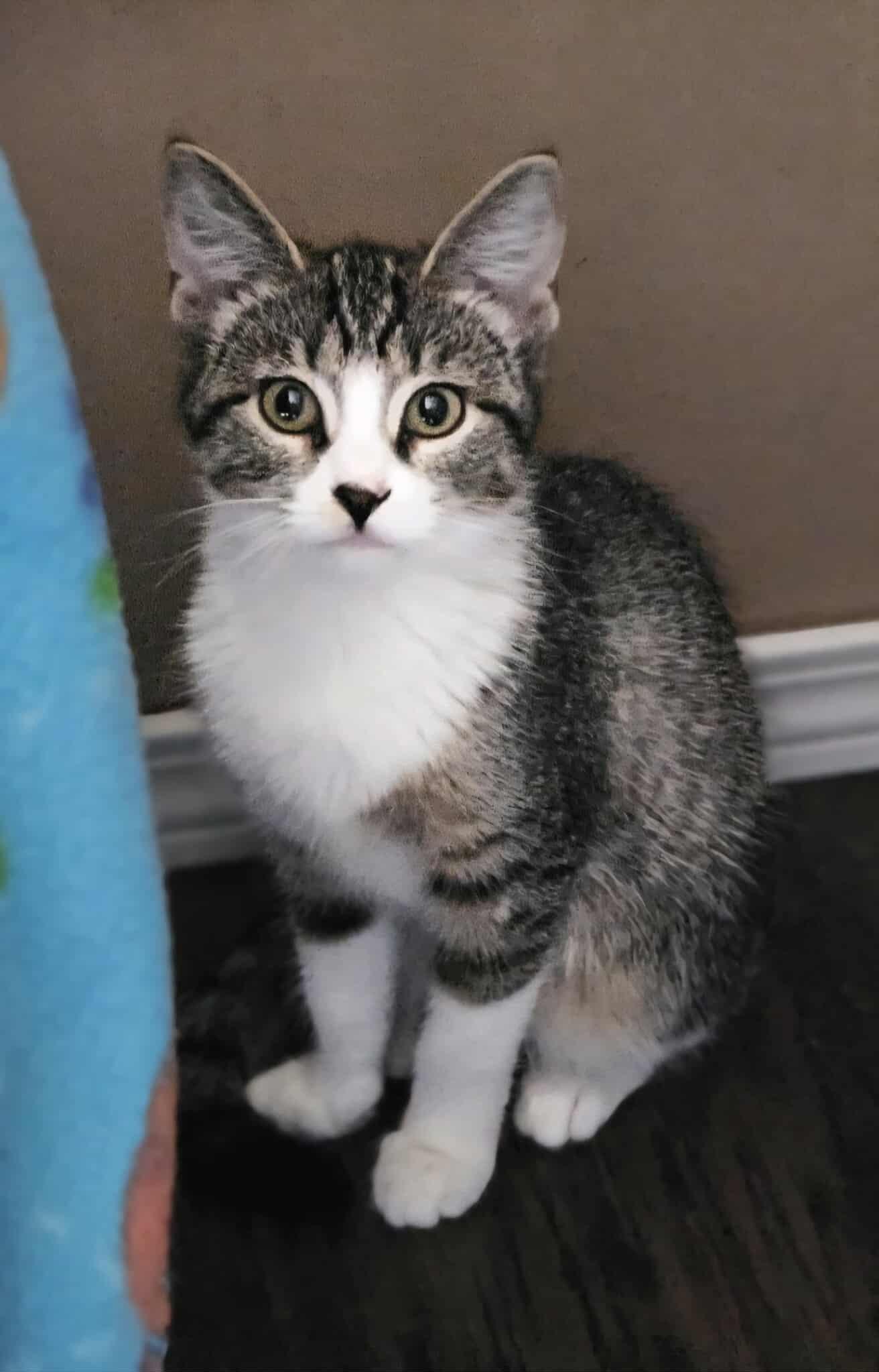 Peridot, a Adoptable Domestic Short Hair in Bristol, TN image 3/6