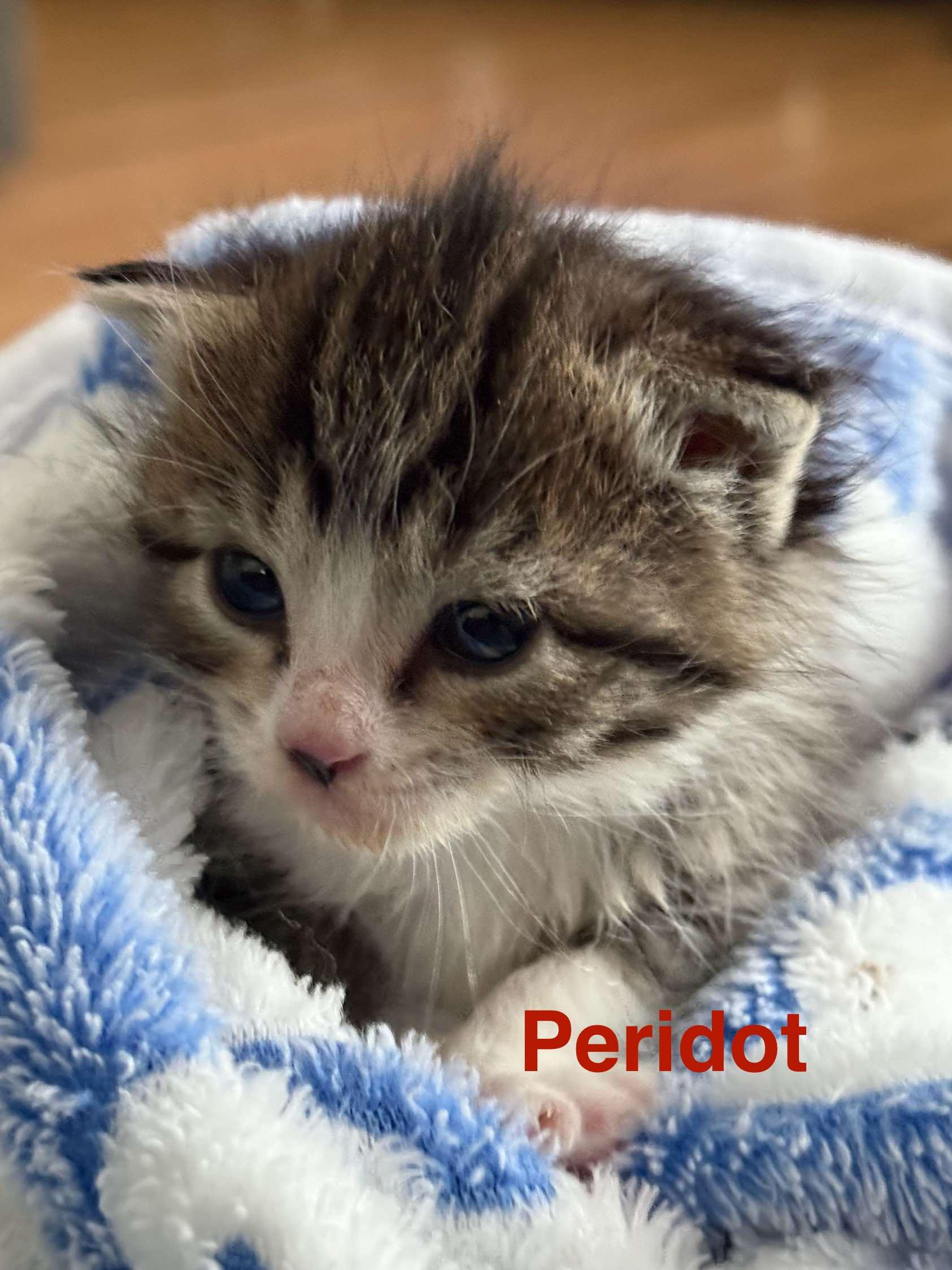 Peridot, a Adoptable Domestic Short Hair in Bristol, TN image 5/6