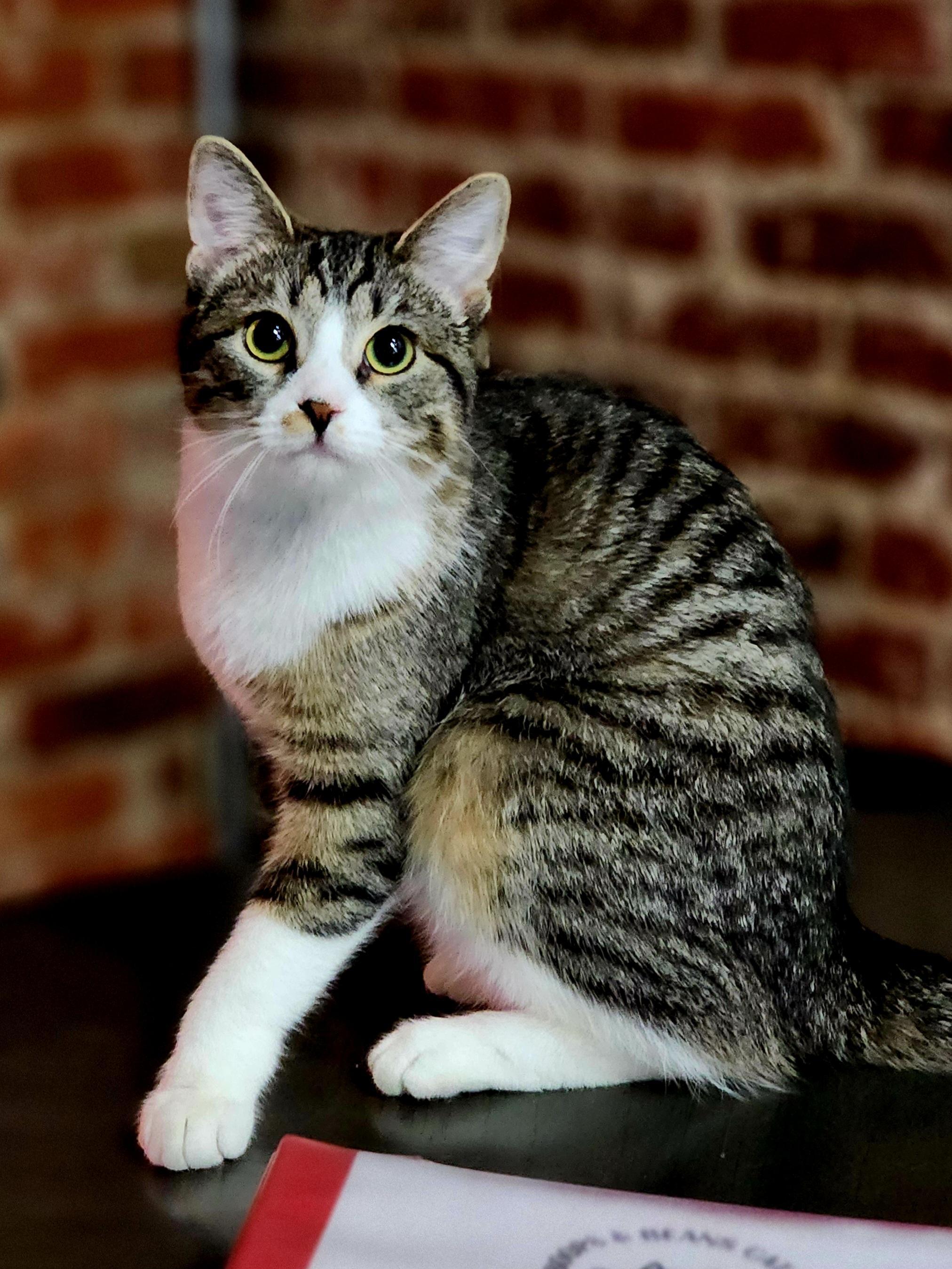 Enlarge Peridot, a Adoptable Domestic Short Hair in Bristol, TN image 2/6