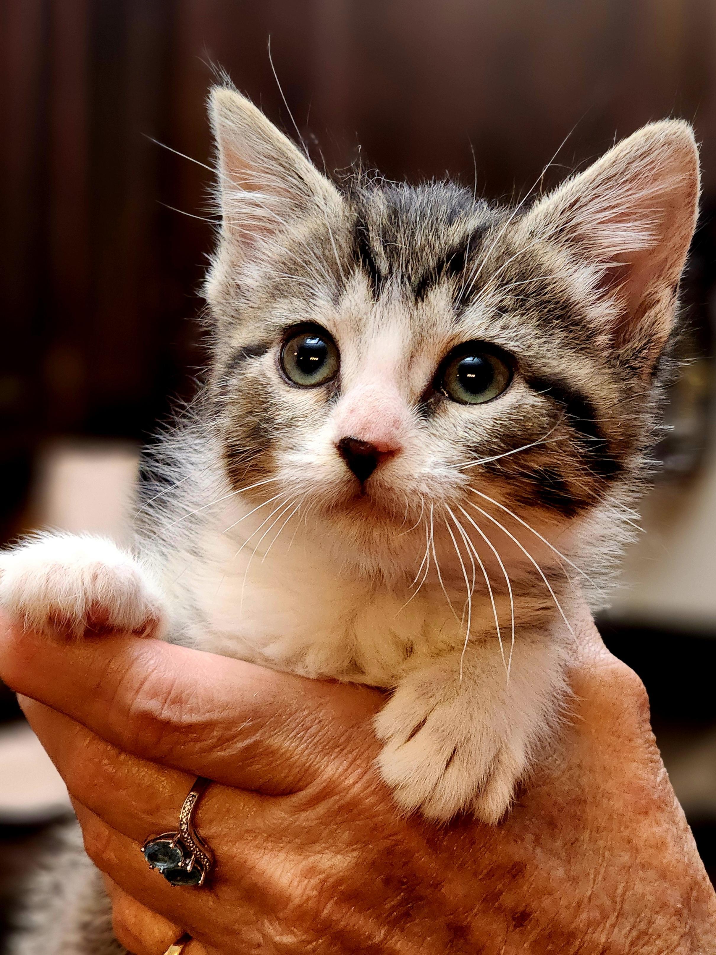 Peridot, a Adoptable Domestic Short Hair in Bristol, TN image 4/6