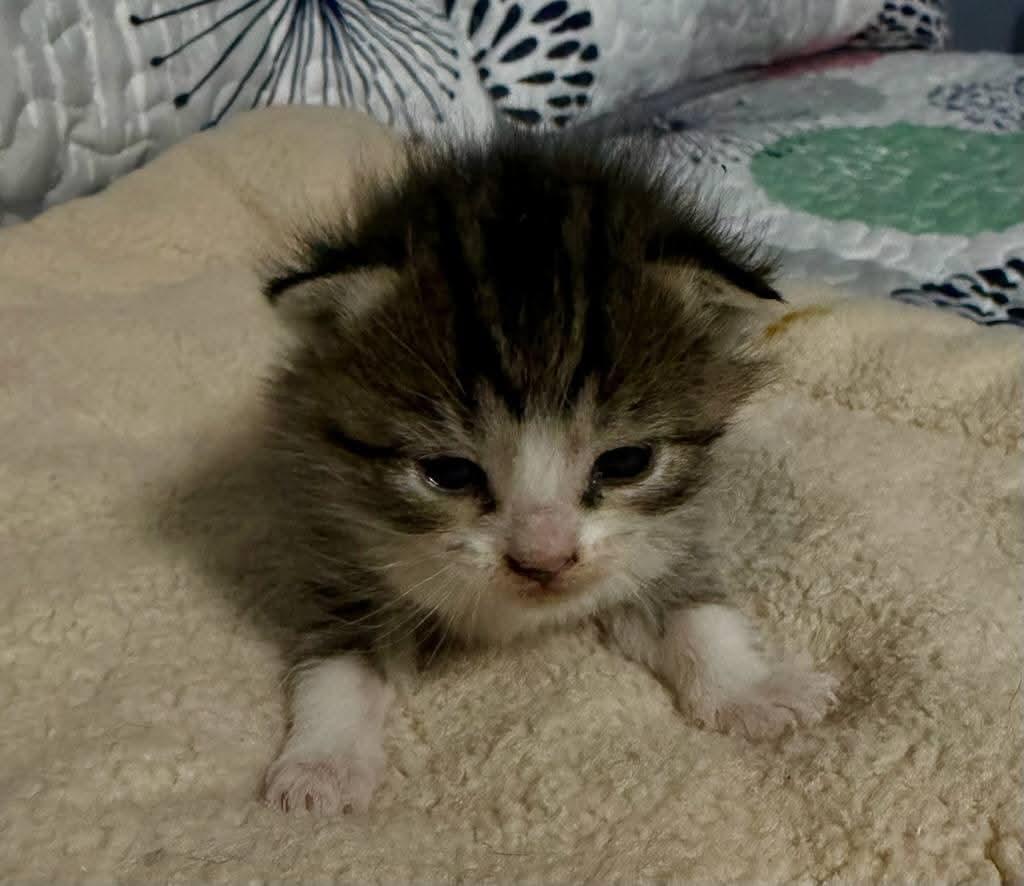 Peridot, a Adoptable Domestic Short Hair in Bristol, TN image 6/6