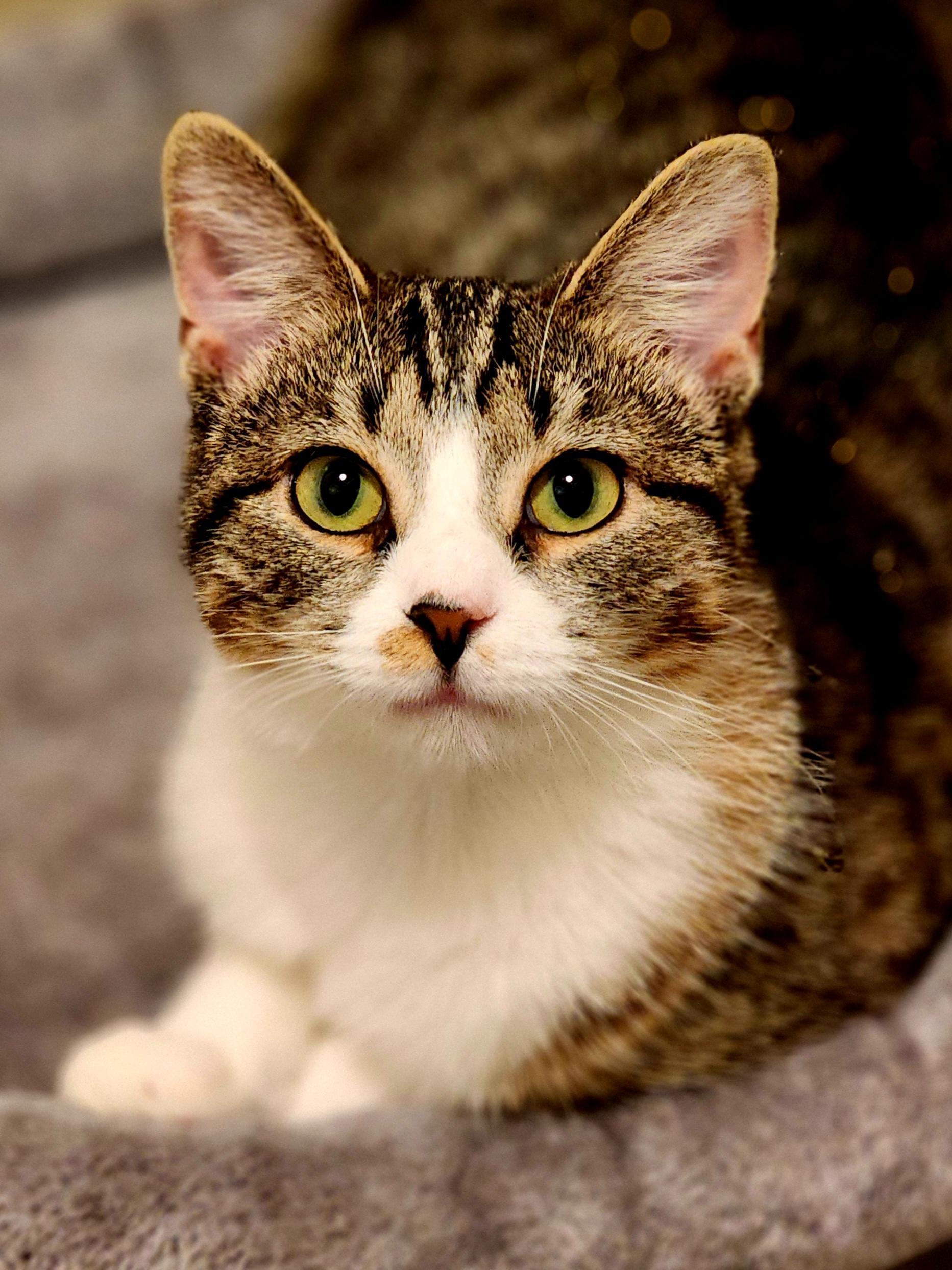 Peridot, Adoptable, Kitten Female Domestic Short Hair.