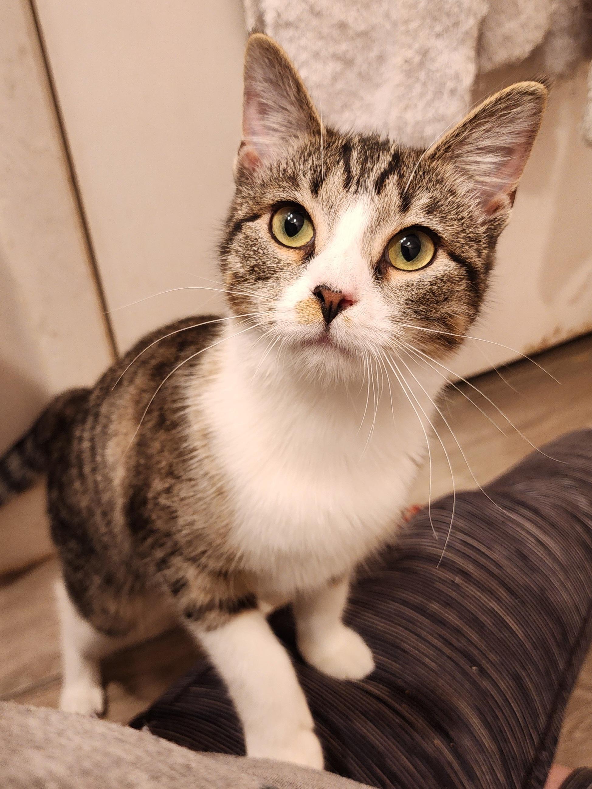 Peridot, Adoptable, Kitten Female Domestic Short Hair.